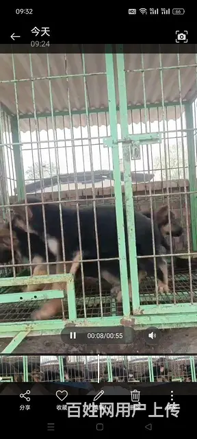 出售德牧狗崽 - 图片
