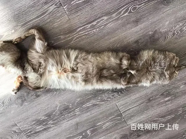 狐狸围巾，灰色2米大狐 - 图片 2