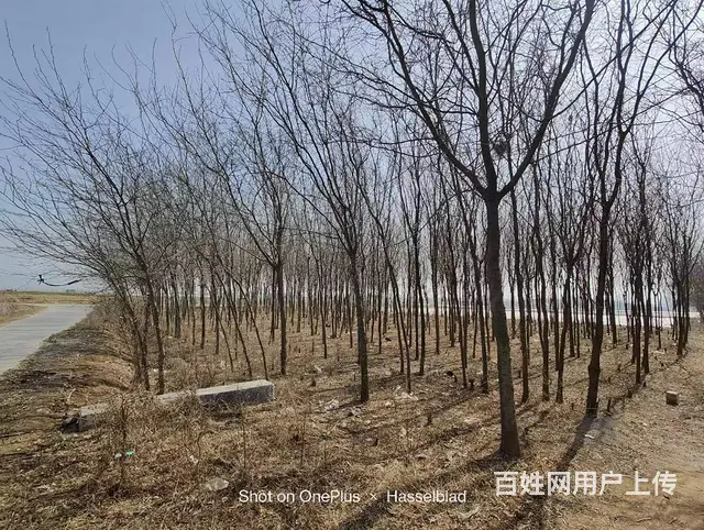 二十亩皂角树十年大树大批出 - 图片 2