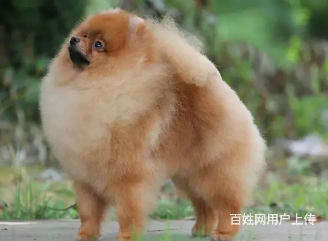 威海知名犬舍有博美出售 狗美价廉 包健康 - 图片 4