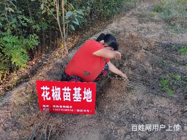 韩城狮子头花椒树苗基地 黄盖无刺大红袍花椒苗批发 - 图片 3