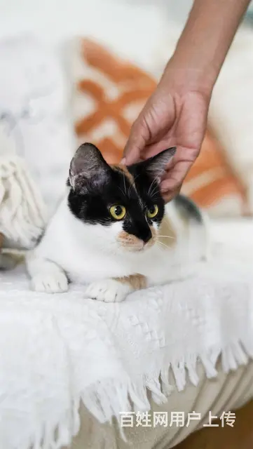 【搞定了！】免费领养日式三花招财猫已经绝育妙三多全有可送猫上 - 图片 1