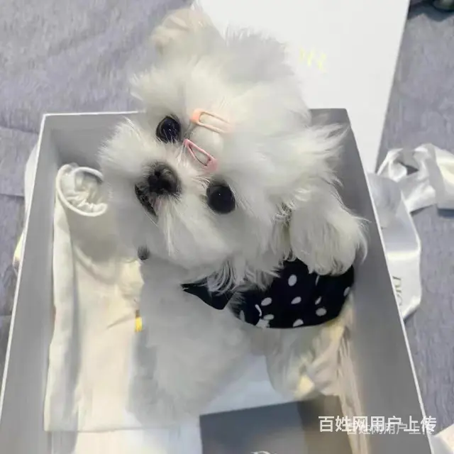 【货到付款犬舍】长春哪里有马尔济斯 马尔济斯多少钱图 - 图片 4