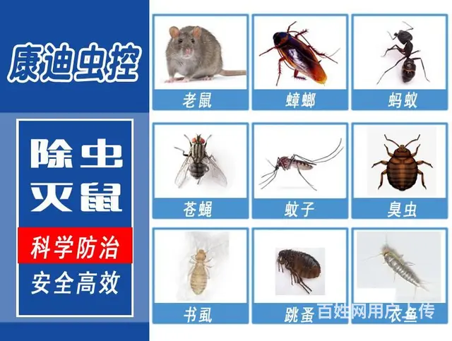 康迪虫控|专业灭鼠|杀蟑螂|除虫除蚁|上门服务 - 图片 3