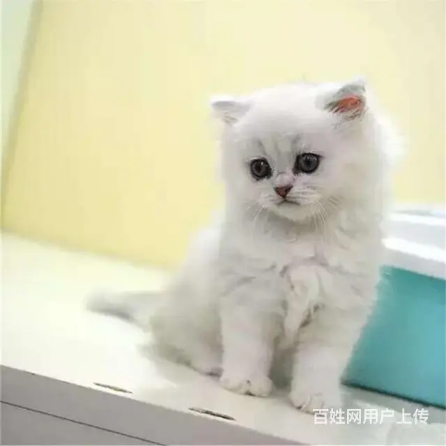 贵州黔南双血统金吉拉猫舍直销 - 图片 5