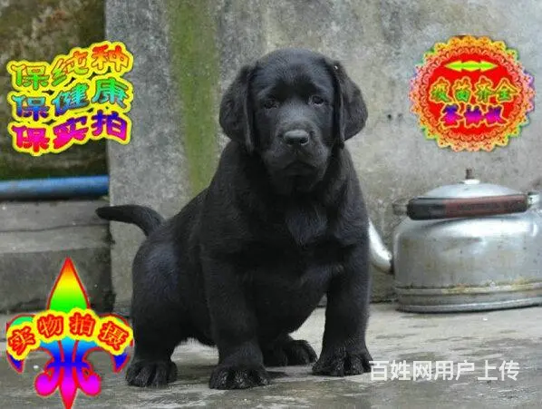 烟台纯种拉布拉多幼犬 头版足骨量大 血统纯正 - 图片 3