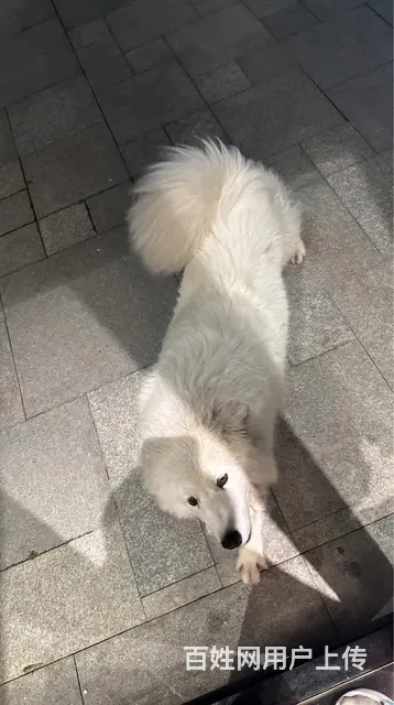 狗狗 - 图片