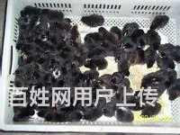 出售鹅苗，笨鸡苗，鸳鸯鸭，苗保证质量 。 - 图片 6