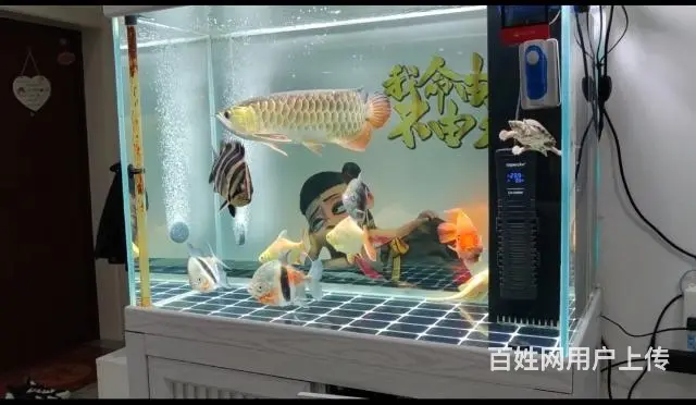 着急卖观赏鱼 - 图片 2