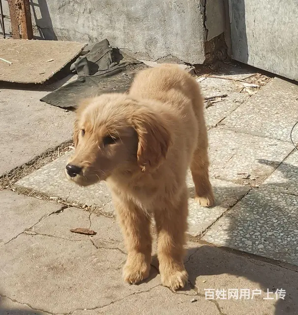 自己家狗下的纯金毛 - 图片 1