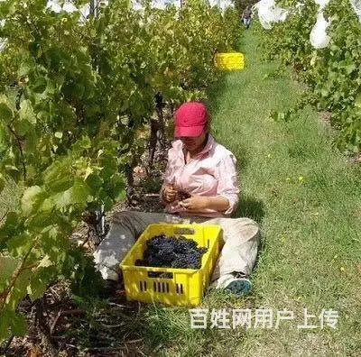 澳大利亚一新西兰一加拿大一月薪3万一保签 - 图片 8