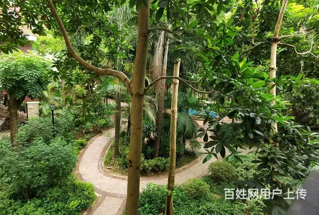 阳光海岸一期合院83平，送200平大露台，采光充足 - 图片 11