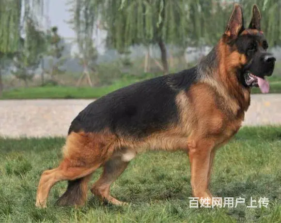 哪里有卖德国牧羊犬 纯种黑背德系德国牧羊犬 - 图片 6