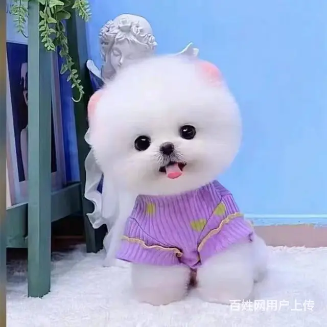沈阳犬舍出售精品白色哈多利博美 俊介博美犬 - 图片 3