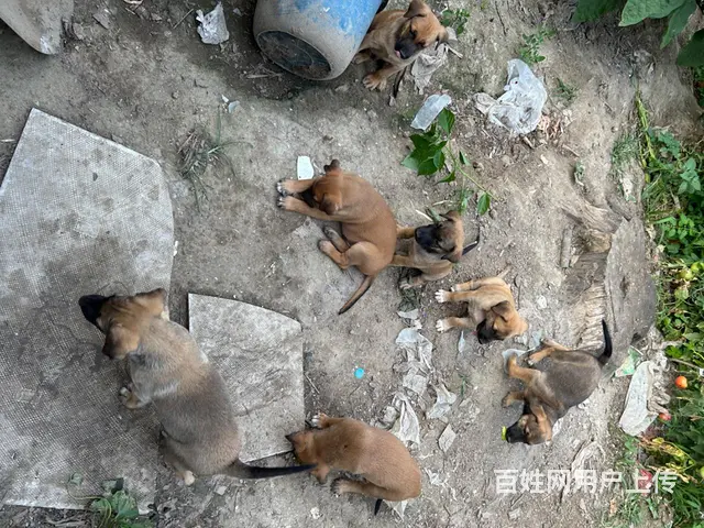 打电话 马犬 - 图片 1