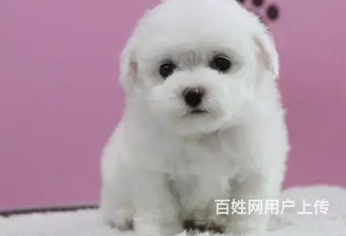 邢台本地出售家养比熊犬 纯种比熊 疫苗齐全 - 图片 6