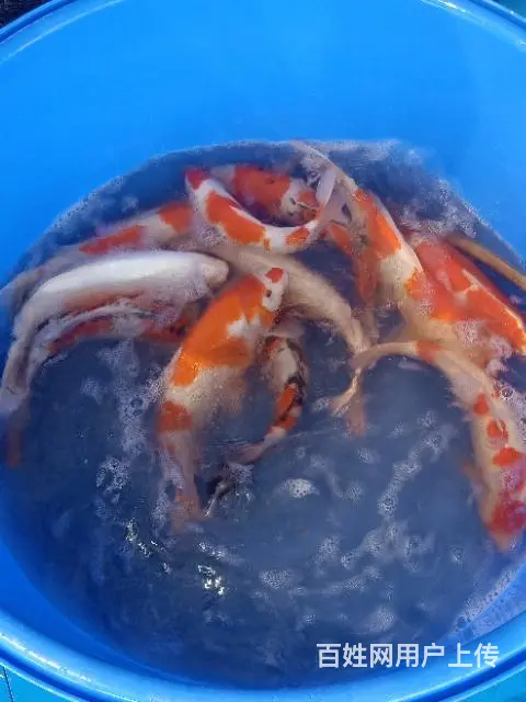 苏州永乐锦鲤大量出售锦鲤鱼 - 图片 2