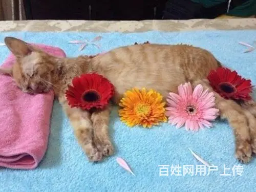【揭阳宠物无害化处理】 - 图片 4