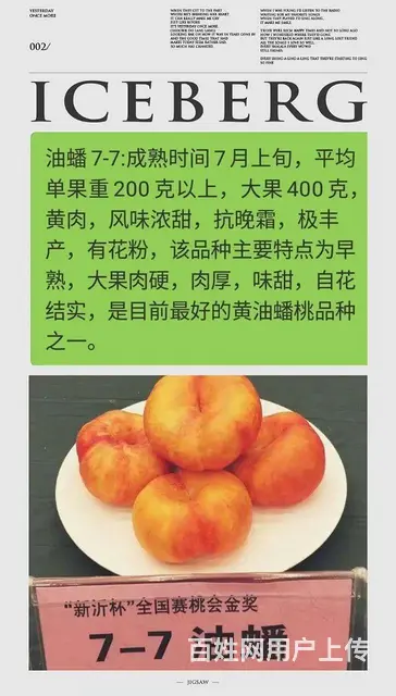 中油蟠9号桃油蟠6-21苗济宁新品种桃苗基地直销 - 图片 8
