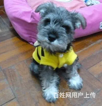辽阳【雪纳瑞犬舍】地址 雪纳瑞一般价位 - 图片 11