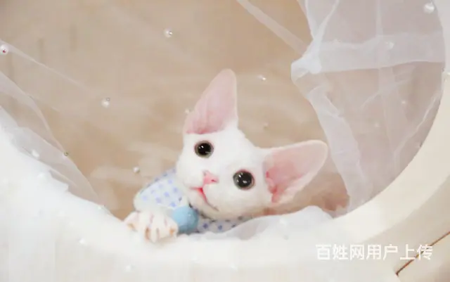纯种德文卷毛猫哪里有卖的 多少钱一只 真的不掉毛吗 - 图片 1