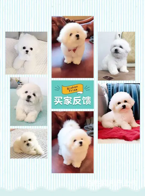 北京出售精品比熊幼犬疫苗齐全可签协议多窝可选 - 图片 1