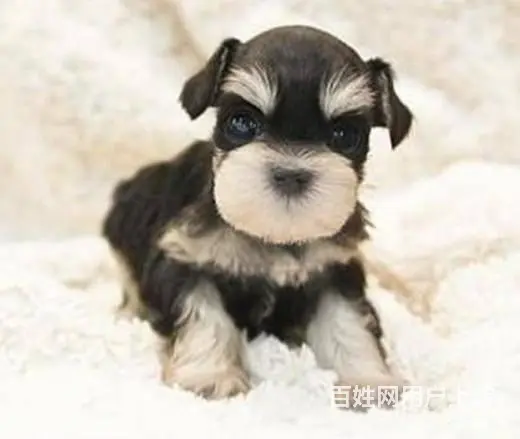 广州宠物狗 迷你雪纳瑞犬 纯种雪纳瑞狗狗幼犬出售 - 图片 5