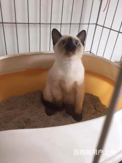 短毛猫 泰国暹罗猫 包飞 - 图片 4