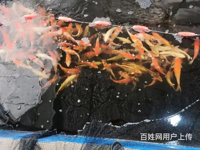 苏州锦鲤养殖场直销各类锦鲤鱼 - 图片 8