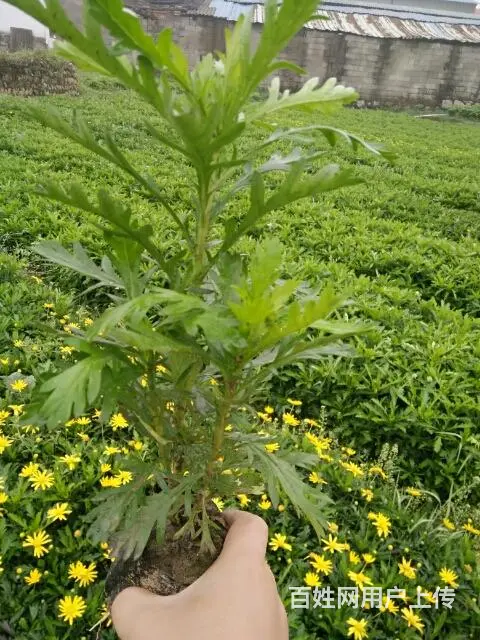 木春菊50万现货，自家基地直销 - 图片 3