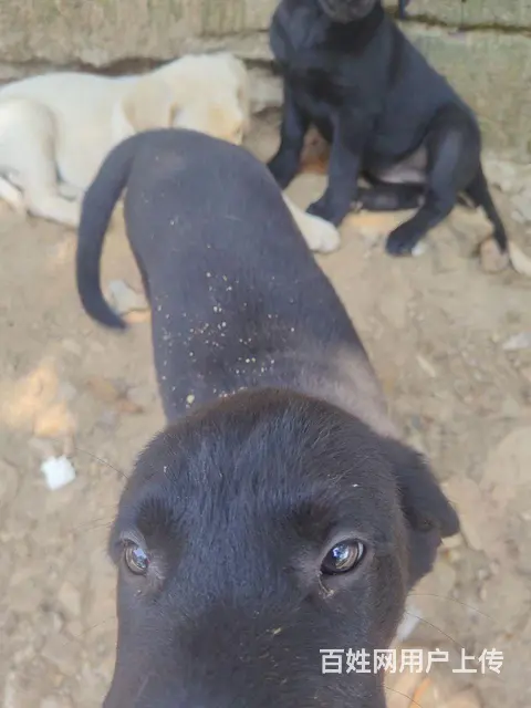个人拉布拉多犬狗肉价 - 图片 3