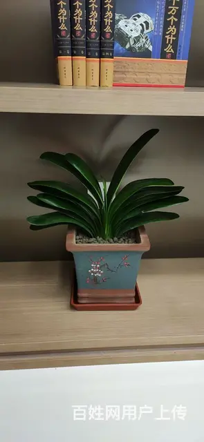 徐州市花卉绿植出售 - 图片 3