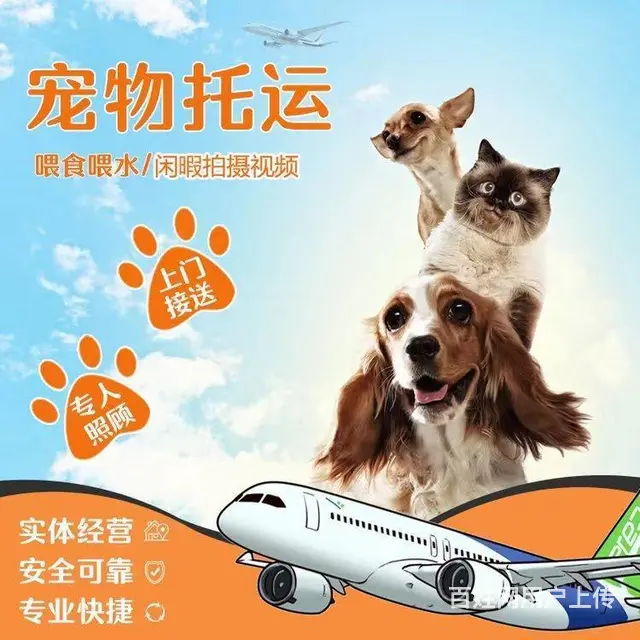 常州宠物托运 （猫狗活体运输）宠物快递至全国 - 图片 1
