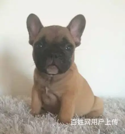 出售法国斗牛犬 家养法牛幼犬 纯种法牛犬价格 - 图片 1