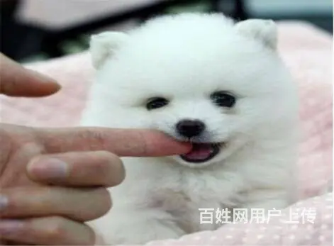 宜春出售家养博美 保纯种健康 茶杯犬博美 疫苗齐全 - 图片 8