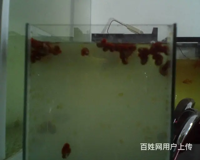 海螺 - 图片 4