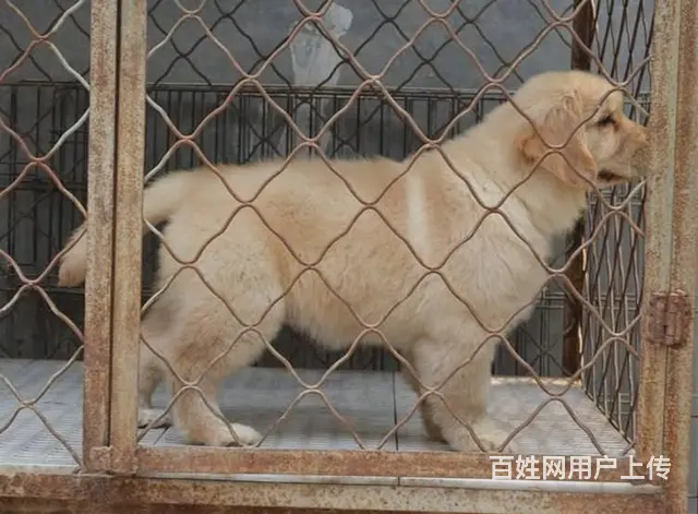金毛幼犬多少钱一只 纯种金毛幼犬价格 双血统金 - 图片 5
