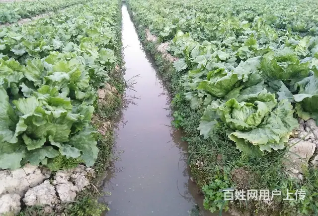 康来福农产品集团- 食堂食材配送，品类多，冷链配送 - 图片 2