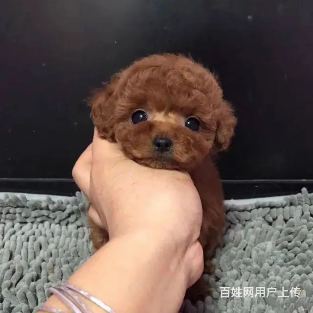 韩版茶杯泰迪熊幼犬出售 保纯保质保健康 可送货 - 图片 8