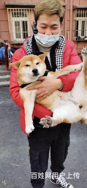 嘉兴猫猫跳窗了怎么办，，找寻宠宠物救援队 - 图片 7