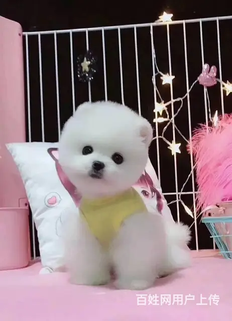 纯种哈多利博美犬出售 纯种博美幼犬 博美价格 - 图片 4