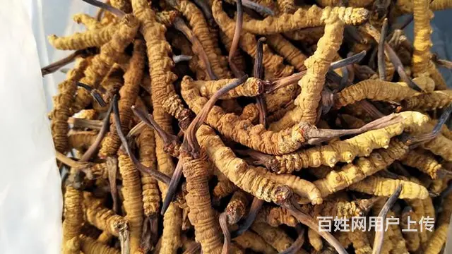 常熟哪里回收虫草 - 图片 6