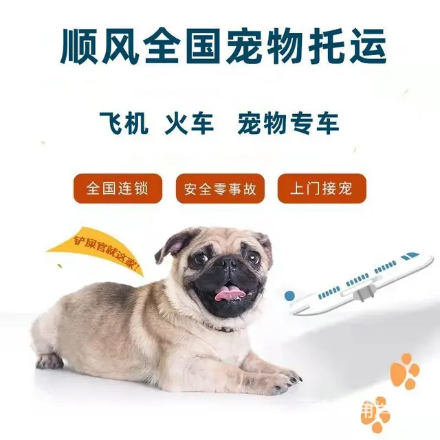 纳雍县宠物托运（猫狗）邮寄快递运输（宠物活体托运新*闻） - 图片 1