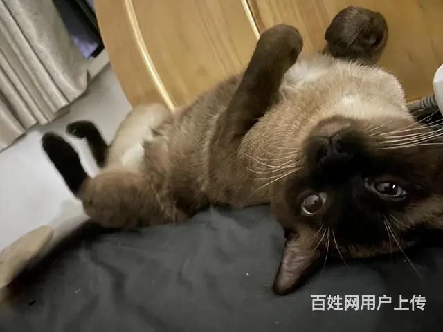 暹罗猫丢失 - 图片 5