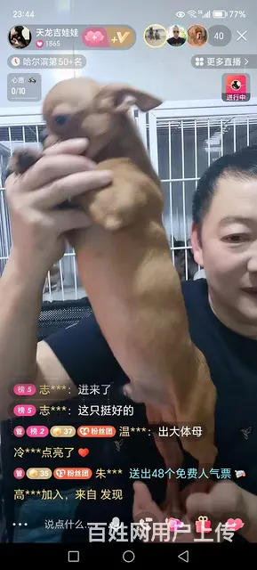 吉娃娃借配 - 图片 1