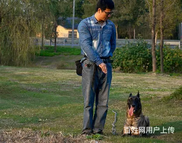 常州宠物训练训狗训犬学校 - 图片 3