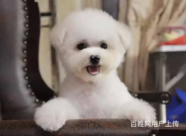 比熊犬价格|比熊图片|比熊出售|比熊饲养| - 图片 1