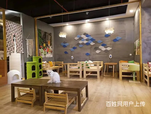 萧山北干商业中心店铺高端群体宠物猫咖店转让 - 图片 1