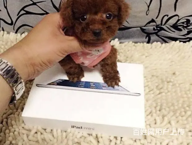 纯种茶杯玩具泰迪幼犬 可签协议颜色多选泰迪熊 - 图片 7