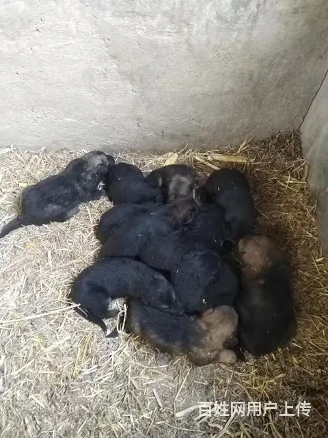家养狼狗崽 - 图片 3